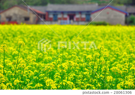 花田 花椰菜 油花椰菜 28061306