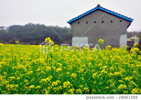 花田 花椰菜 油花椰菜 28061308