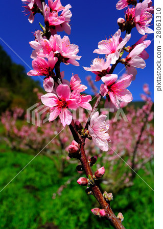 Peach Blossom  28061310
