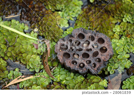 Background dry shower of lotus and green plants. 28061839