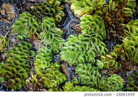 background spawn, green plant 28061840