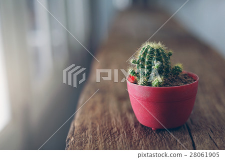 Background cactus in potted red on wood. Background cactus in potted red on wood. 28061905