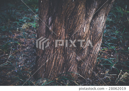 Tree roots in green grasses - dark vintage tone 28062019