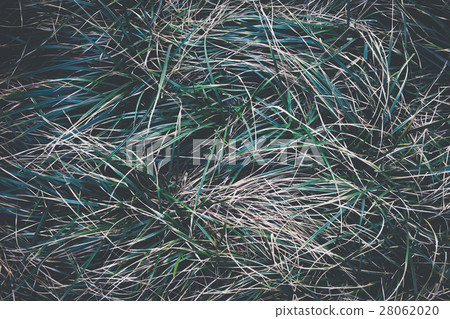 Close-up of fresh organic grasses - in top view 28062020
