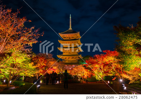 Autumn leaves of Kyoto Toji Temple night view 28062475