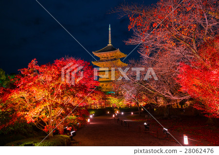 Autumn leaves of Kyoto Toji Temple night view 28062476