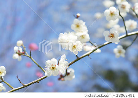White plum 28062491