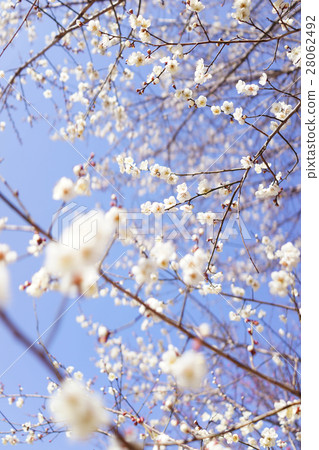 White plum 2 28062492