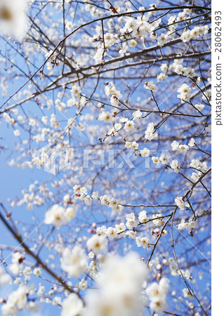 White plum 3 28062493