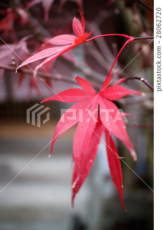 Autumn leaves 28062720