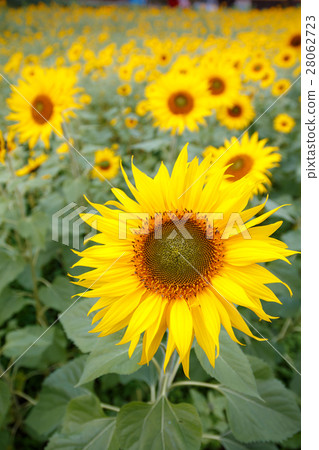 向日葵的花朵 28062723