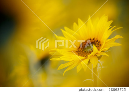 向日葵的花朵 28062725