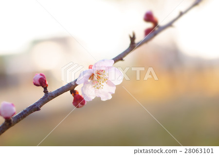 Light pink plum · Petal with sense of sheer 28063101