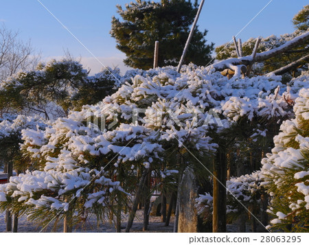 Kinzaki的松樹雪景冰 28063295