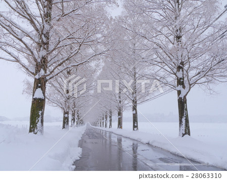 Metasequoia Namiki snow scene Metasequoia Namiki snow scene 28063310