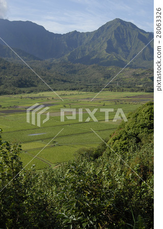 Taro field Taro field 28063326
