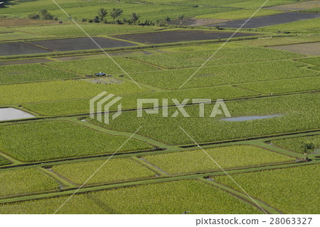 Taro field 28063327