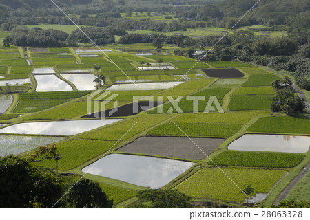 Taro field 28063328