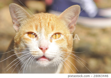 brown cat or snarl cat brown cat or snarl cat 28063446