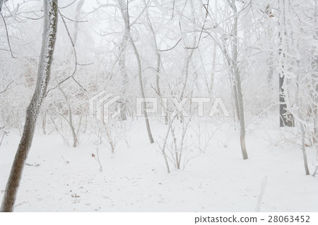 Freezing rain covered the trees in a park forest Freezing rain covered the trees in a park forest 28063452