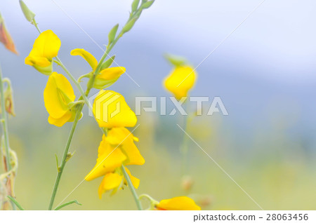 Crotalaria juncea ,Indian hemp or Madras hemp 28063456