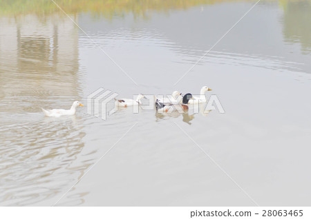 the ducks in the pond 28063465