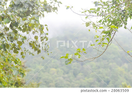 fog and fresh air on the mountain 28063509