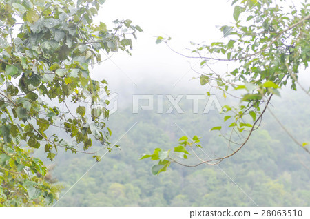 fog and fresh air on the mountain 28063510