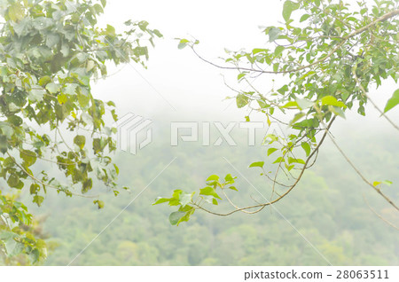fog and fresh air on the mountain 28063511