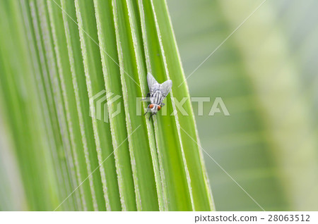 fly or bug on the leaf 28063512