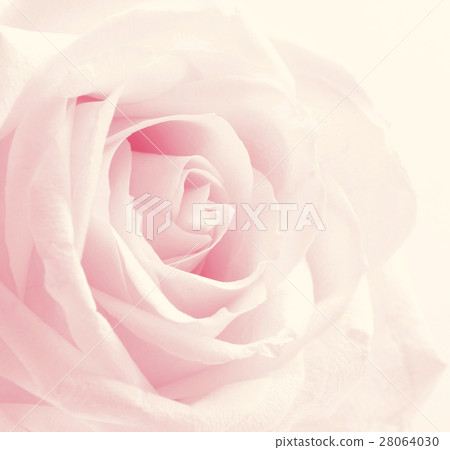 Beautiful toned pink rose close up 28064030