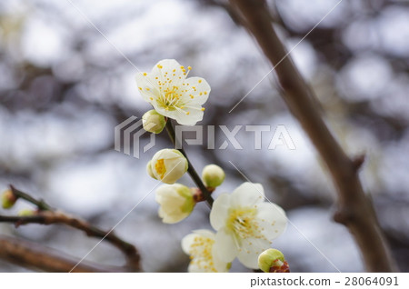 Ryokugaku煤煙 28064091