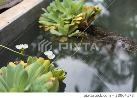 Big water lettuce in pond 28064178