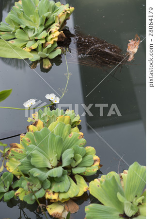 Big water lettuce in pond Big water lettuce in pond 28064179
