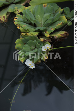 Big water lettuce in pond 28064186