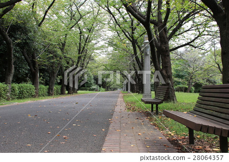 櫻花樹在夏末 28064357