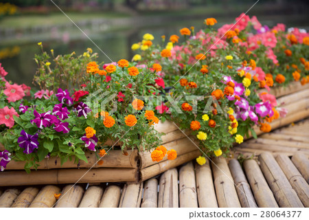 Beautiful flower garden with bamboo path Beautiful flower garden with bamboo path 28064377