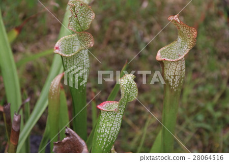 食蟲植物Salacenia 食蟲植物Salacenia 28064516