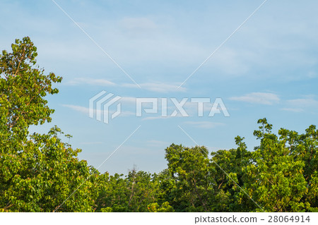 Trees against the sky Trees against the sky 28064914