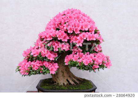Satsuki's Bonsai Satsuki's Bonsai 28064920