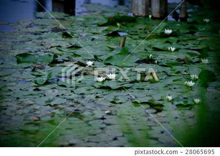 Water lily pond 28065695