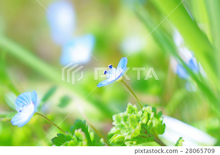 Ooinunnovuri · Oshibe and Maji be Ooinunnovuri · Oshibe and Maji be 28065709