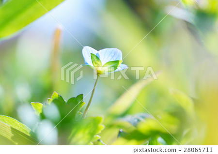 Persian speedwell Persian speedwell 28065711