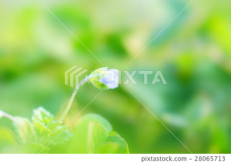 Persian speedwell Persian speedwell 28065713