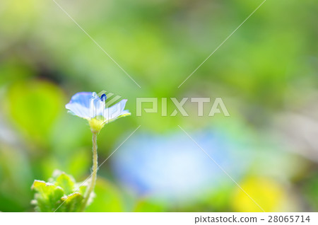 Anther of Ooinunnguri · Cobalt Blue 28065714