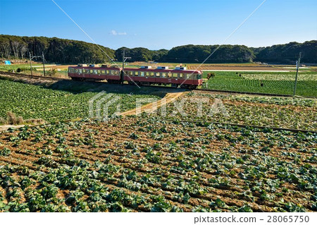 千葉縣Ch子電鐵白菜場和火車 28065750