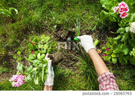 Planting Flowers 28065763