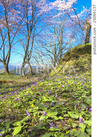 Katakuri and cherry blossoms and snowy mountains Katakuri and cherry blossoms and snowy mountains 28066137