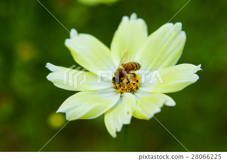 Bee on cosmos 28066225