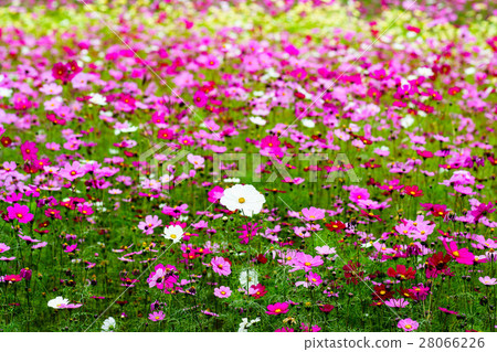 Chrysanthemum bush 28066226